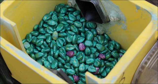 What are some different varieties of Dekalb corn seed?